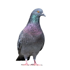 grey pigeon on white background