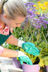 Garden center woman planting purple potted flowers