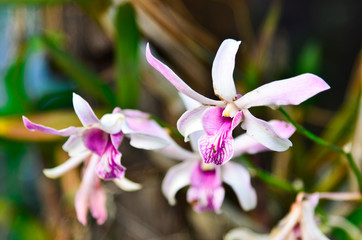Beautiful purple orchid