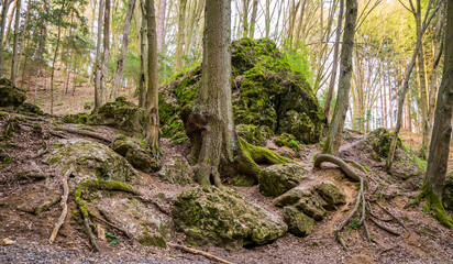 Rock in the Forest
