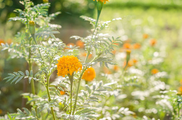 Obraz na płótnie Canvas Marigolds or Tagetes erecta flower