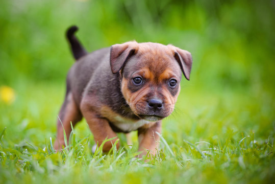 staffordshire bull terrier puppy