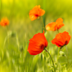 Obraz premium Red poppy flowers