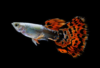 guppy fish  isolated on black