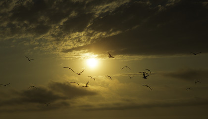 Gaviotas volando al atardecer
