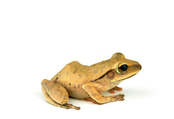 Brown frog