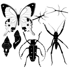 insects