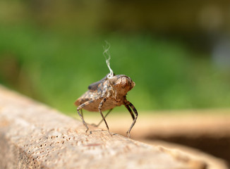Dragonfly Larva