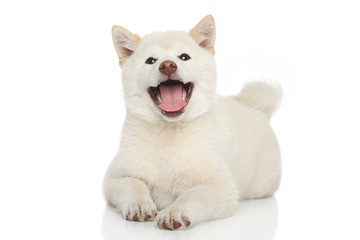 Happy Shiba-inu dog
