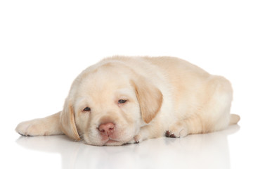 Retriever puppy sleep
