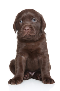Cute Labrador puppy portrait