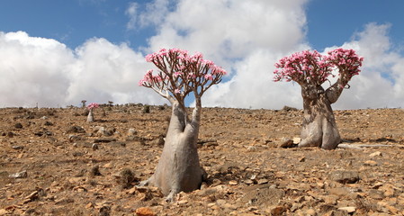 Obraz premium Bottle tree in bloom - adenium obesum