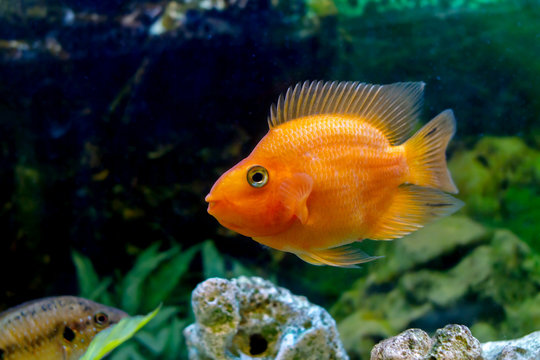 beautiful aquarium decorative orange parrot fish