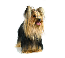 yorkshire terrier