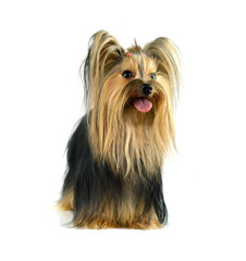 yorkshire terrier isolated on white