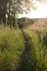 Fototapeta premium Weg