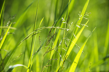 flowering grass in detail