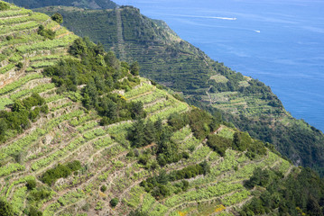 Vines and hills at National Park of Cinque Terre, Italy