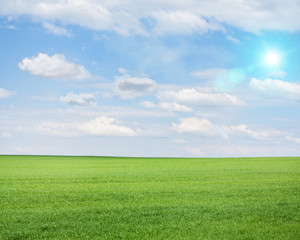 Fototapeta na wymiar Green field on a sunny summer day