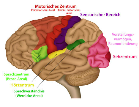 Funktionsbereiche des menschlichen Gehirns