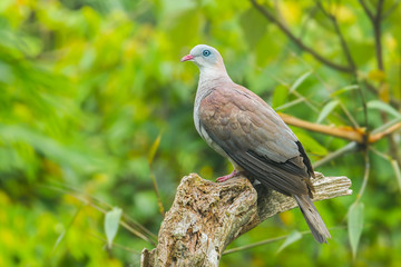 Mountain Imperial Pigeon(Ducula badia (Raffles, 1822)) in nature