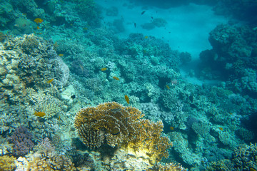 coral reef