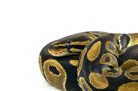 Royal Python, or Ball Python in studio against a white backgroun