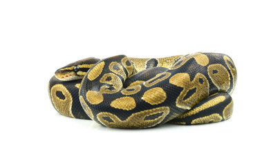 Royal Python, or Ball Python in studio against a white backgroun