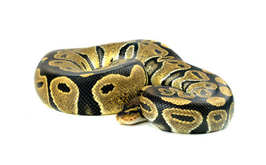 Fototapeta premium Royal Python, or Ball Python in studio against a white backgroun