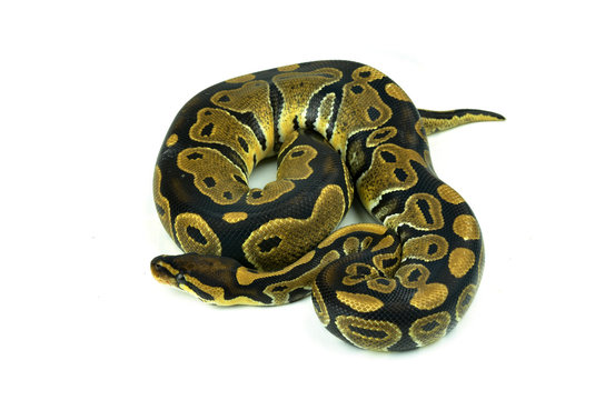 Royal Python, or Ball Python in studio against a white backgroun