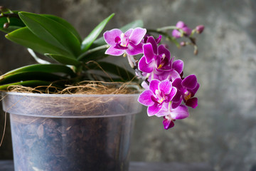Naklejka premium Blooming orchid