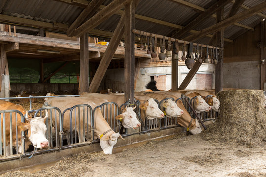 Vaches &agrave; la ferme