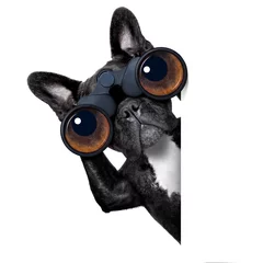 Fototapete Lustiger Hund dog looking through binoculars