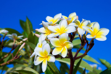 plumeria flowers