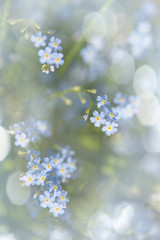 Obraz premium forget-me-not