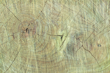 Texture of tree stump as background