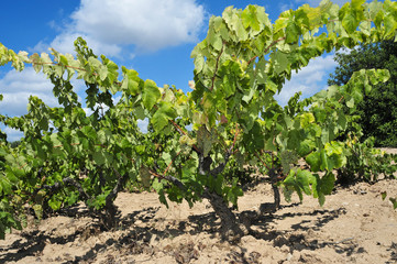 Fototapeta na wymiar winorośli w winnicy