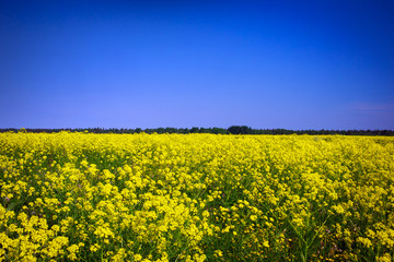 Obraz premium Landscape with yellow rocketcress