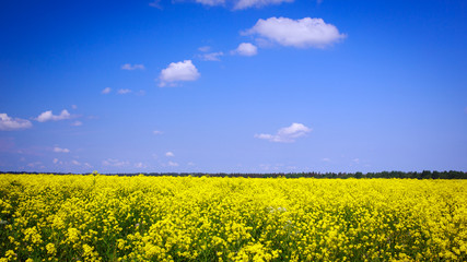 Landscape with yellow rocketcress