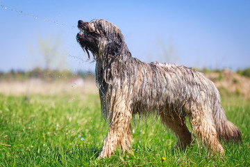Pale yellow briard dog