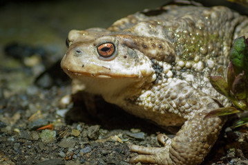 Common Toad at night in Italy