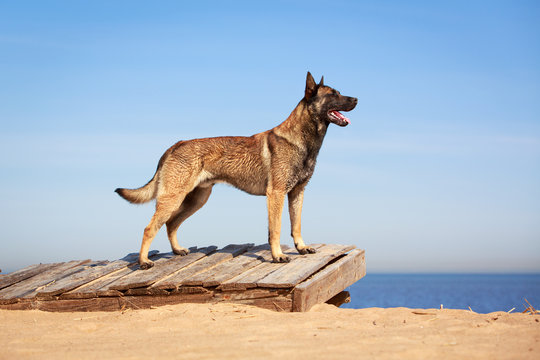 Malinois Belgian Shepherd Dog