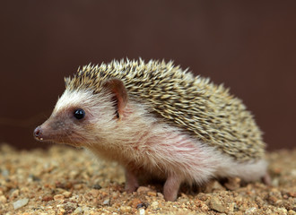 Hedgehog  isolated on a brown background