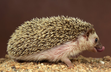 Hedgehog  isolated on a brown background