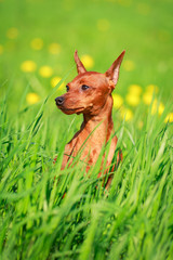 Miniature Pinscher dog