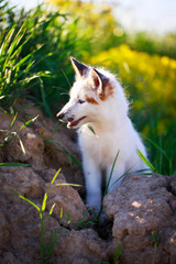 Naklejka na ściany i meble white-red fox pup