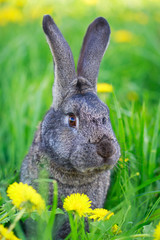Grey rabbit in field