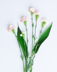 Fototapeta na wymiar Light pink Carnation branch arranged on white background