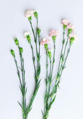 Light pink Carnation branch arranged on white background