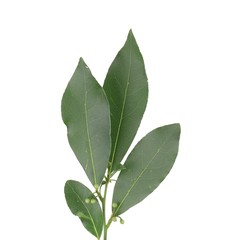 Fototapeta premium Bay leaves.